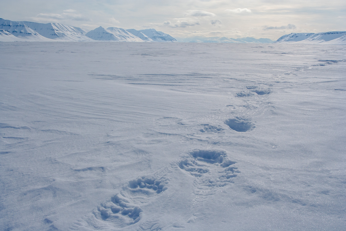 arktis arctic spitzbergen svalbard billefjord pyramiden polarbear eisbär eisbärenspur winter snow ice